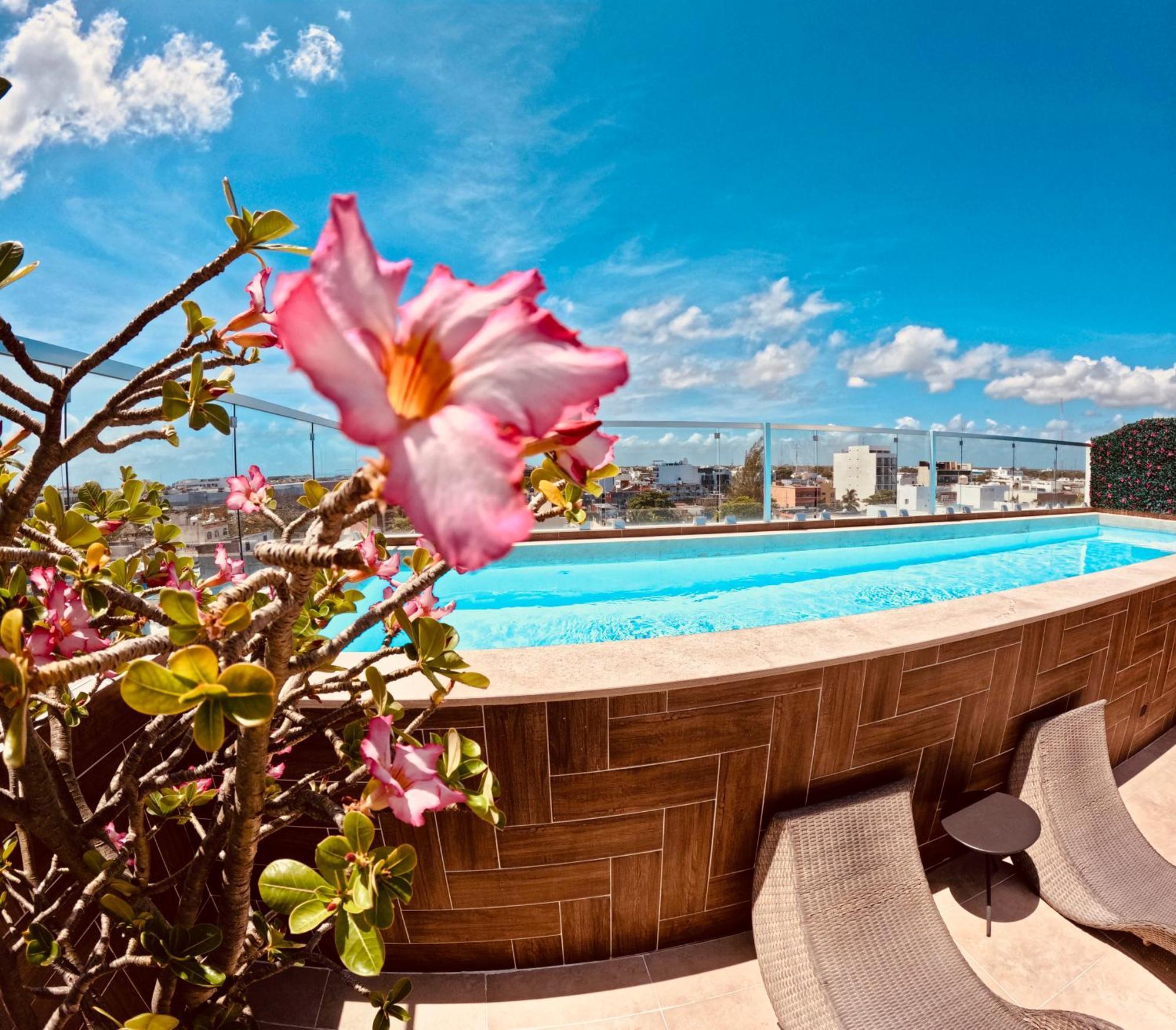 Studios With Roofpool In Vanessa 24 普拉亚卡门 外观 照片